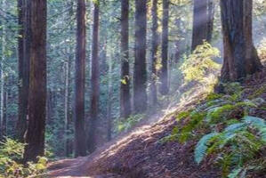 Stacie Degeneffe LCSW 6239 College Ave, 304 Oakland, CA 94618 510-384-2088 Therapy@staciedegeneffe.com